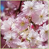 桜（サクラ）苗木　雨情枝垂れ（うじょうしだれ）