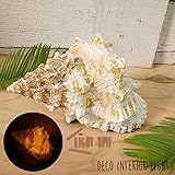 デコインテリアライト シェル C 巻貝モチーフ ksdeinshc
