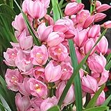 シンピジューム鉢植え　ピンク色 4本立て　 お祝い・誕生日などのプゼント 昇進・昇格、退職などの花ギフト