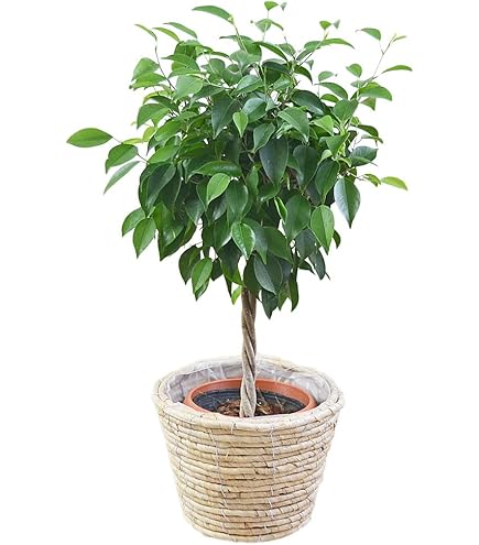 Amazon｜観葉植物 フィカス ベンジャミン ラブリー｜観葉植物