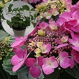 あじさい苗　【ユングフラウ　ラベンダー苗木】　5号鉢　あじさい　アジサイ　紫陽花　花鉢植え　花