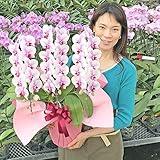 ふじみ野ラン園 幸せが飛んでくるミディ胡蝶蘭 選べるボリューム【北海道配送不可】 生花 プレゼント ギフト 開店祝い お誕生日 各種お祝いお供えに (桜姫3本立ち)