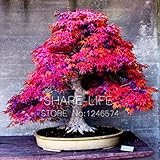 8 Kinds Bonsai Tree Seeds Rare Maple Seeds Plants Pot Suit for DIY Home Garden Maple Seeds - 20 PCS 