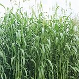 [タネ]ソルゴー：スダックス緑肥用1kg[春～夏まき 緑肥、線虫抑制、硬盤破砕、除塩、防風] ノーブランド品