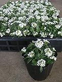 【特選花苗セット販売】アリッサム 白花　２０ポットセット（３号） 【まとめ売り】