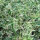 ハゴロモジャスミン（羽衣ジャスミン）：斑入り2.5号ロングポット 3株セット ノーブランド品