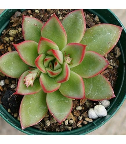 Amazon｜シャネル 7.5cmポット 多肉植物 ギフト エケベリア Echeveria