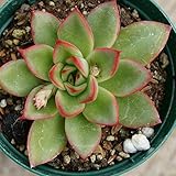 クリスマスイブ 7.5cmポット エケベリア Echeveria Christmas Eve. クリスマス・イブ 福岡県産 多肉植物 多肉 観葉植物 インテリアグリーン 寄せ植えに