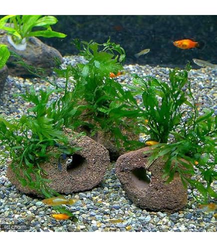 Amazon.co.jp: （水草）ボルビティス ヒュディロティ石付（水中葉