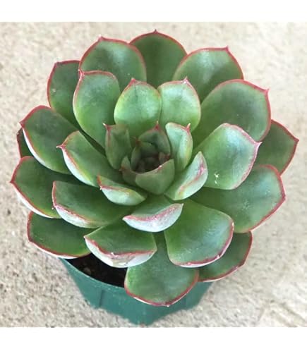 Amazon｜多肉植物 エケベリア 大苗 チワワエンシス錦 覆輪錦｜観葉植物