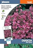 英国ミスターフォザーギルズシード＆ジョンソンシード Diascia Pink Queen ダイアシア・ピンク・クイーン