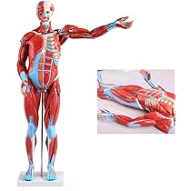 人体模型 約180cm 詳細な筋肉構造 Amazon.co.jp: 人体モデル 人体模型 11インチ 約30cm 人体筋肉