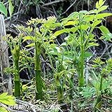 山菜苗:ヤマウド(山うど)10.5cmポット仮植え苗5ポットセット【紫桜館山の花屋】