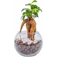 Amazon ガジュマル ハイドロカルチャー 本物 ミニ 初心者も簡単メンテ 玄関やダイニングテーブルなどに置ける室内観葉植物 水耕栽培 観葉植物 オンライン通販