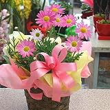 季節の鉢花　ピンクのマーガレット鉢植え かご付き 可愛い春の鉢植え