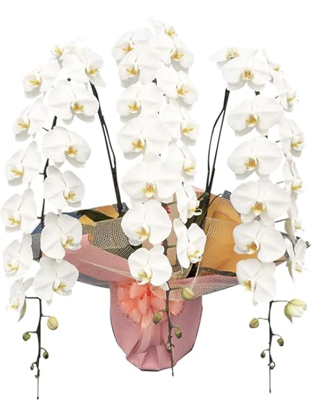 Amazon 胡蝶蘭 超豪華 花3本立ち 楽屋見舞い 社長就任祝いなど用 最上級商品 ラッピング 木札又はメッセージカード付き 日付指定可能 フラワーアレンジメント オンライン通販