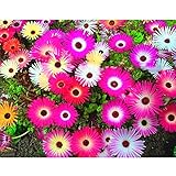 TOPmountain ミックスデイジーシード 4000個 Dorotheanthus Bellidiformis Ice ガーデン植物フラワーシード