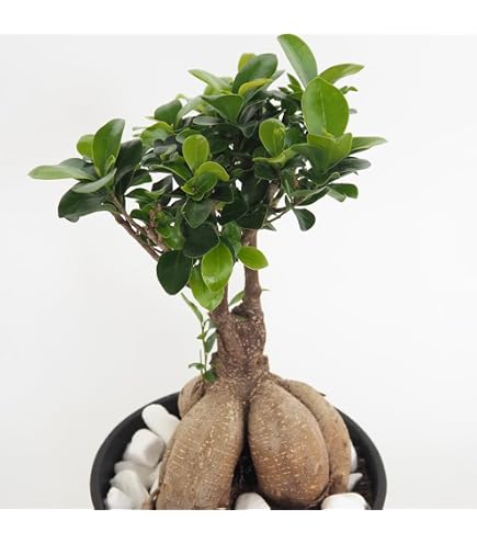 Amazon.co.jp: パンダ ガジュマル 斑入り 接木株 3号サイズ : DIY