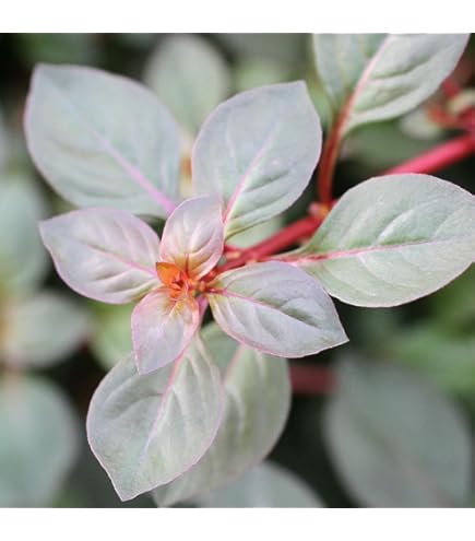 Amazon.co.jp: （水草）ロタラspフラワー 3本（水中葉）無農薬