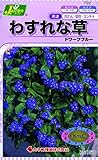 カネコ種苗 草花タネ792 わすれな草 ドワーフブルー 10袋セット