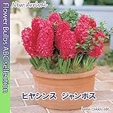 【鮮やかな赤色】ヒヤシンス・ジャンボス・２球【秋植え球根】【甘い香り】