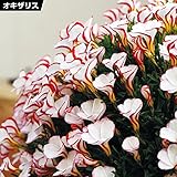 国華園　夏植え球根 オキザリス バーシーカラー 30球【※発送が国華園からの場合のみ正規品です】
