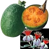 国華園　果樹苗　フェイジョア　マンモス　1株【※発送が国華園からの場合のみ正規品です】