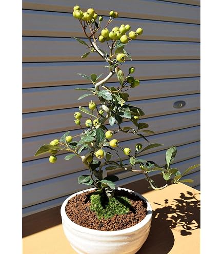 Amazon｜紅花サンザシ 盆栽 樹高63cm。 幹が美しく、古木感がます