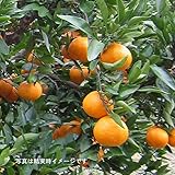 タンカン4.5号ポット[桶柑　南方向き　柑橘・かんきつ類苗木] ノーブランド品