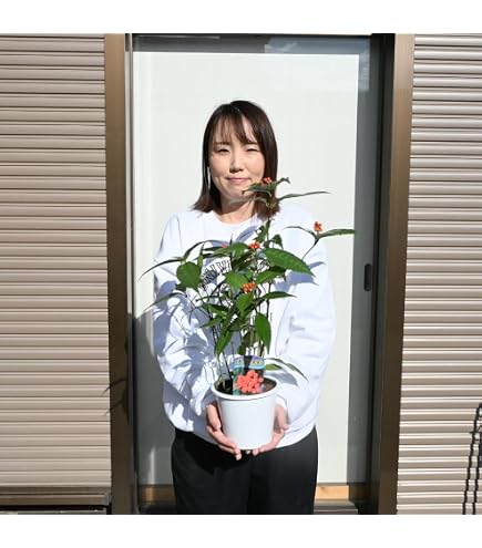 Amazon.co.jp: 千両2号 トナシム トルバム カレヘン 台太郎 赤茄子 苗