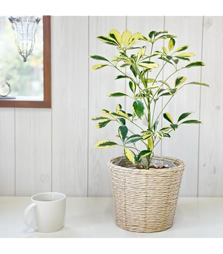 シェフレラ・カポック 白鉢 観葉植物 カポック（シェフレラ） 8号 ノーマル ポリゴヘクサ 白