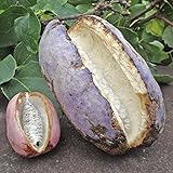 国華園　果樹苗　アケビ　おばけアケビR　3株【※発送が国華園からの場合のみ正規品です】