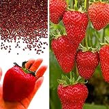 Amazon Rosepoem 100ピース非常に珍しい輸入虹トマト種子盆栽果物 野菜の種子非gmo家庭の鉢植え 野菜