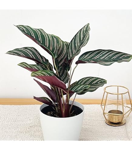 Amazon｜希少 美株 カラテア 観葉植物 マラント クロアマンニー 鉢ごと