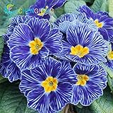 Sale 200pcs / Bag 9 Kinds Rare Flower Zebra Evening Primrose Seeds Rare Seed Garden Big Flower Watch