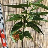 栗 苗木 丹沢 12cmポット苗 たんざわ くり 苗 クリ