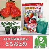イチゴの袋栽培セット：ベルポットとイチゴ苗／とちおとめ[栃木生まれの人気品種] ノーブランド品