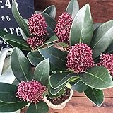 【フラワー】高級なスキミア ルベラ 毎年大きく 開花が長い ガーデニング インテリア