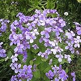 ムラサキハナナ（紫花菜）3号ポット4株セット[ショカッサイ・ハナダイコン] ノーブランド品