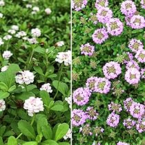 61qmEgABnCL._AC_UL210_SR210,