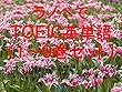 ラノベでＴＯＥＩＣ英単語（１～９巻セット）