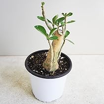 油彩画 アデニウム 555caf176239277a62525c27048084