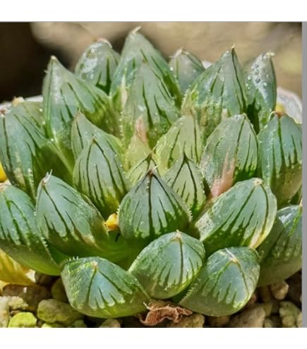 Amazon｜多肉植物 観葉植物 ハオルチア ハオルシア ブラック