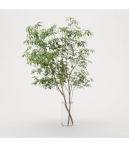 Amazon｜花木屋 アセビ 生花 枝もの 120cm｜切り花 オンライン通販