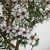 ティーツリー：マヌカ（白～薄桃花）3号ポット 2株セット[はちみつで有名なニュージーランドの常緑樹] ノーブランド品