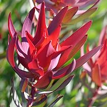 61qtigLyU8L._AC_UL210_SR210,