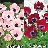 国華園 秋植え球根 アネモネ ミストラルセット 2種30球(各15球)【※発送が国華園からの場合のみ正規品です】