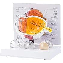 眼球医療用模型 Amazon.co.jp: 眼球モデル 人間 眼球 模型 視神経 ショー角膜