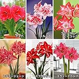国華園 早咲八重咲ポットアマリリスAセット 6種6箱 (各1箱)【※発送が国華園からの場合のみ正規品です】