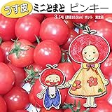 ミニトマト 苗 ピンキー トマト (実生苗)